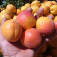 Саджанець абрикос Хар Гранд